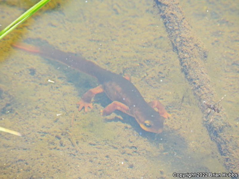 Sierra Newt (Taricha torosa sierrae)