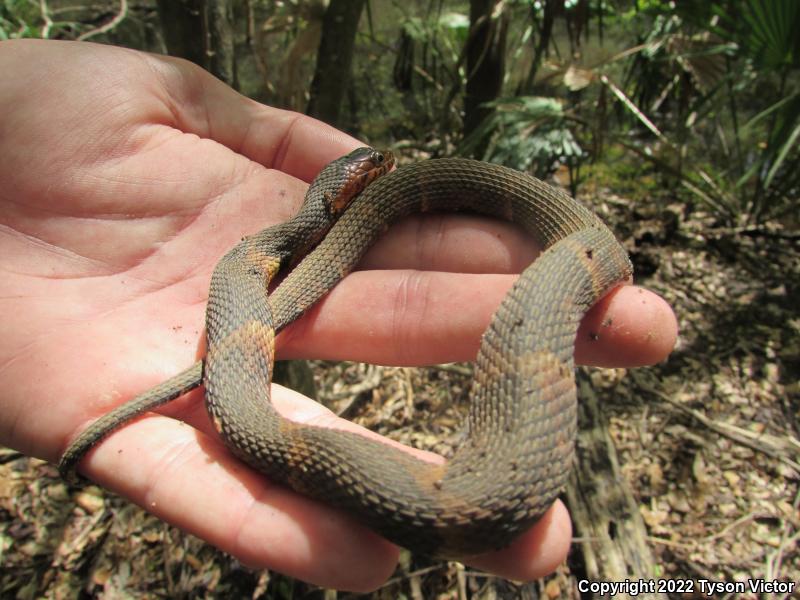 Broad-banded Watersnake (Nerodia fasciata confluens)