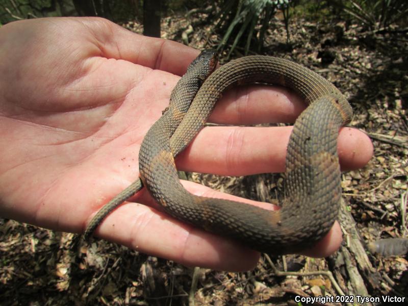 Broad-banded Watersnake (Nerodia fasciata confluens)