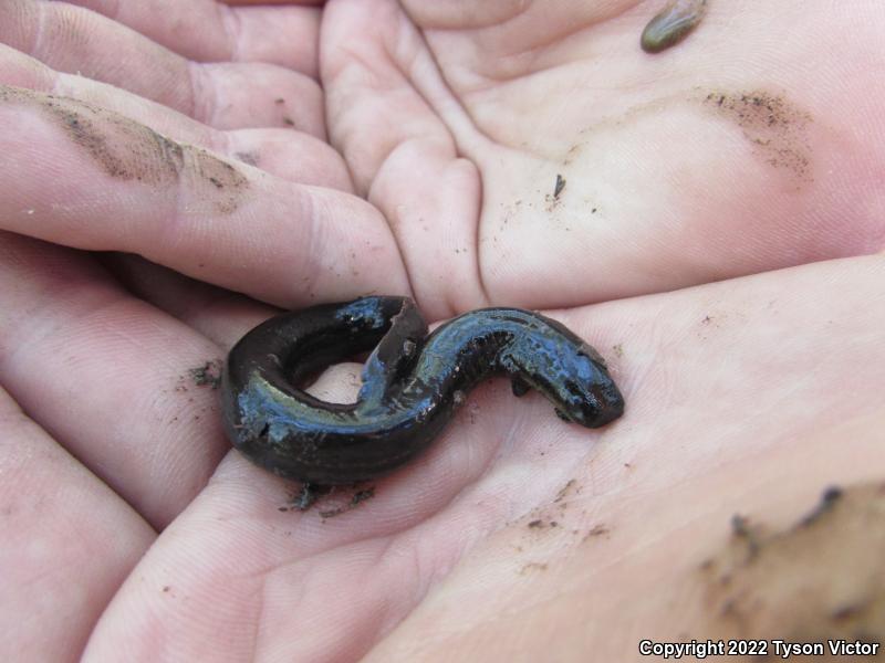 Western Lesser Siren (Siren intermedia nettingi)