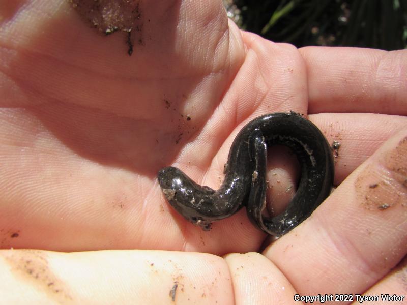 Western Lesser Siren (Siren intermedia nettingi)