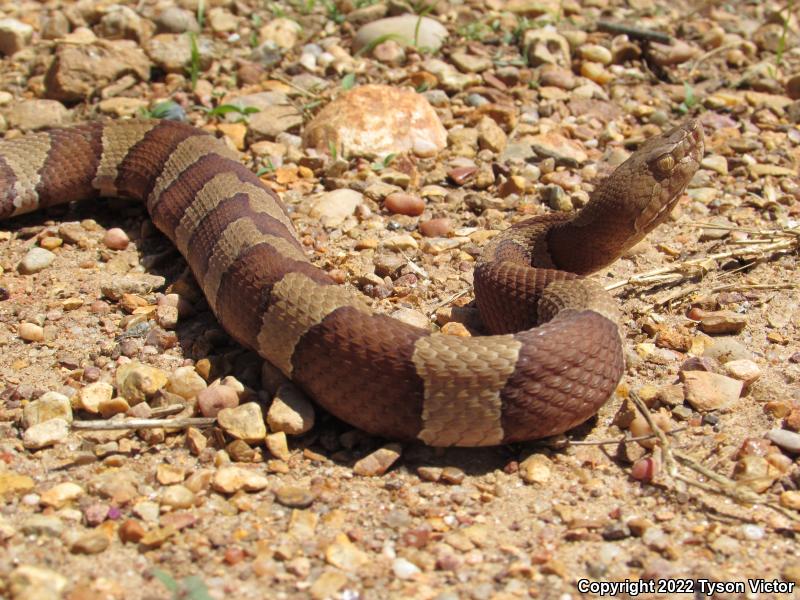 Broad-banded Copperhead (Agkistrodon contortrix laticinctus)