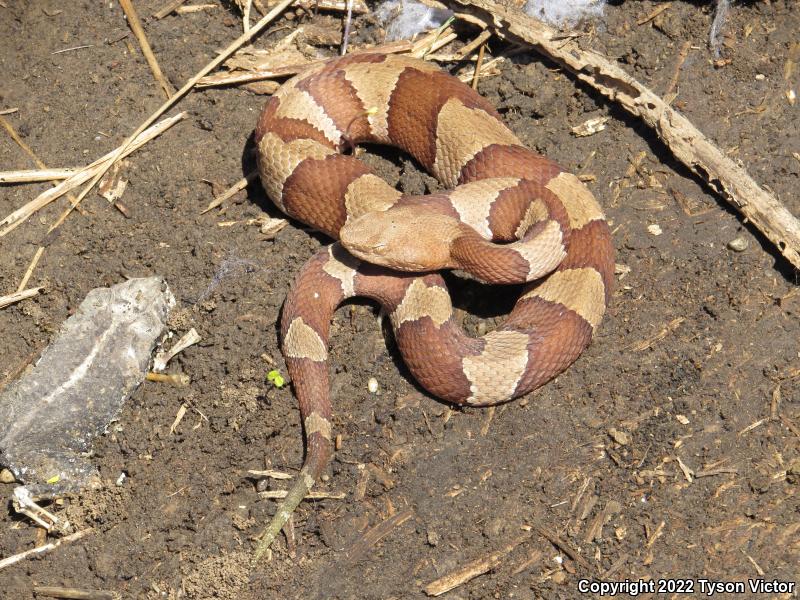 Broad-banded Copperhead (Agkistrodon contortrix laticinctus)