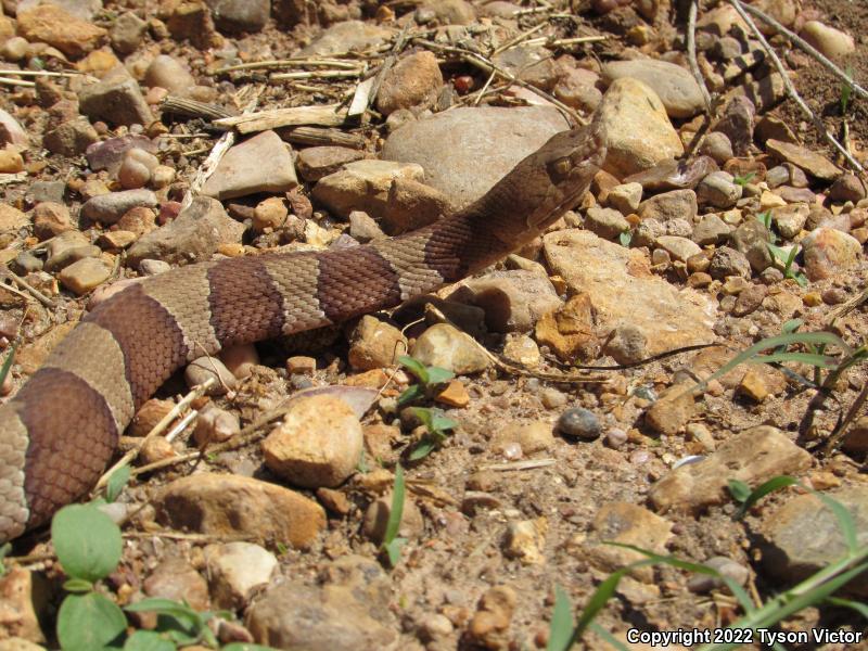 Broad-banded Copperhead (Agkistrodon contortrix laticinctus)