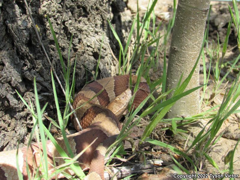 Broad-banded Copperhead (Agkistrodon contortrix laticinctus)