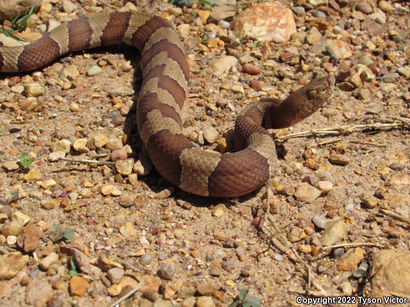 Broad-banded Copperhead (Agkistrodon contortrix laticinctus)