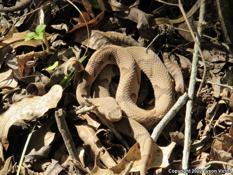 Southern Copperhead (Agkistrodon contortrix contortrix)