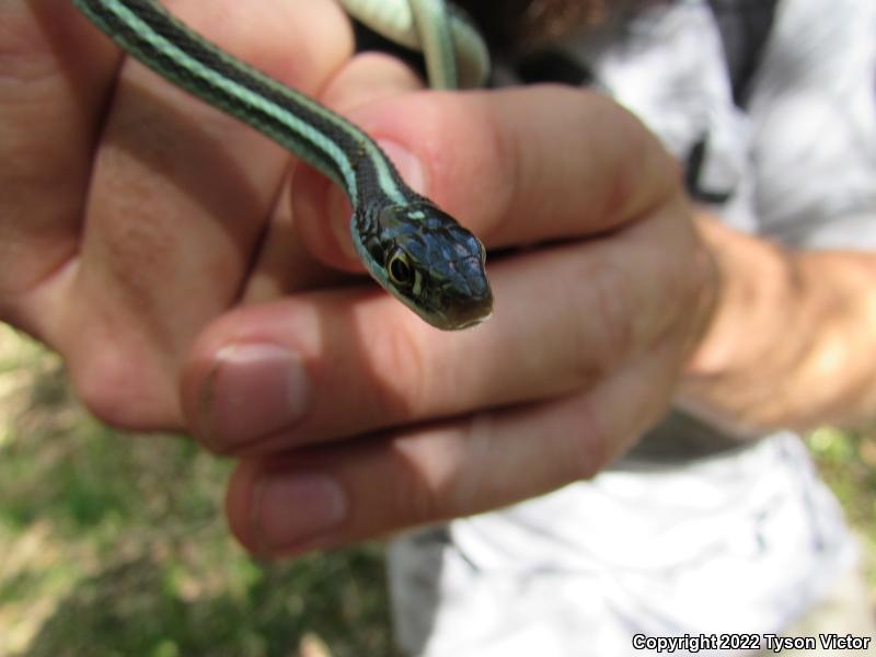 Gulf Coast Ribbonsnake (Thamnophis proximus orarius)