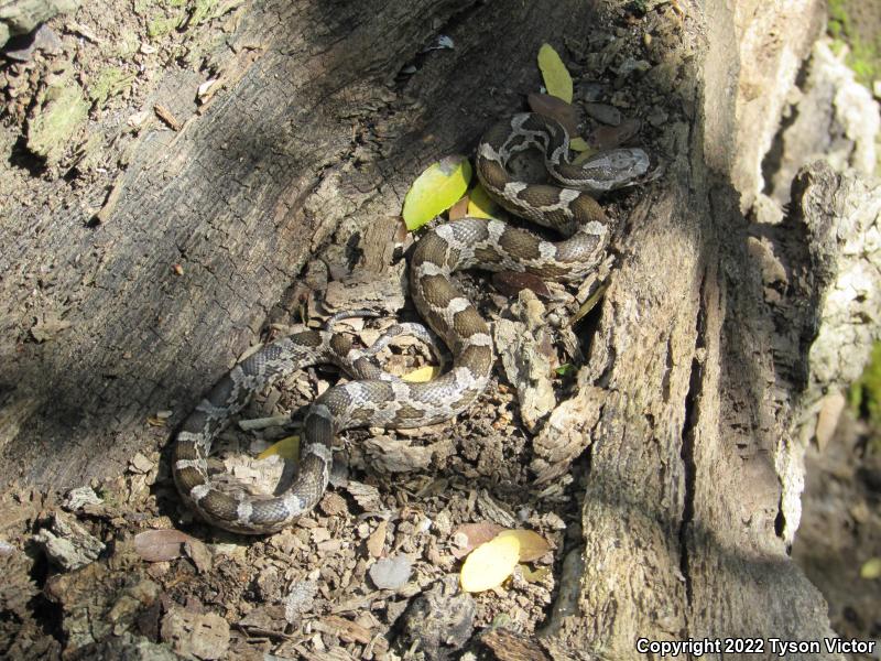 Texas Ratsnake (Pantherophis obsoletus lindheimeri)