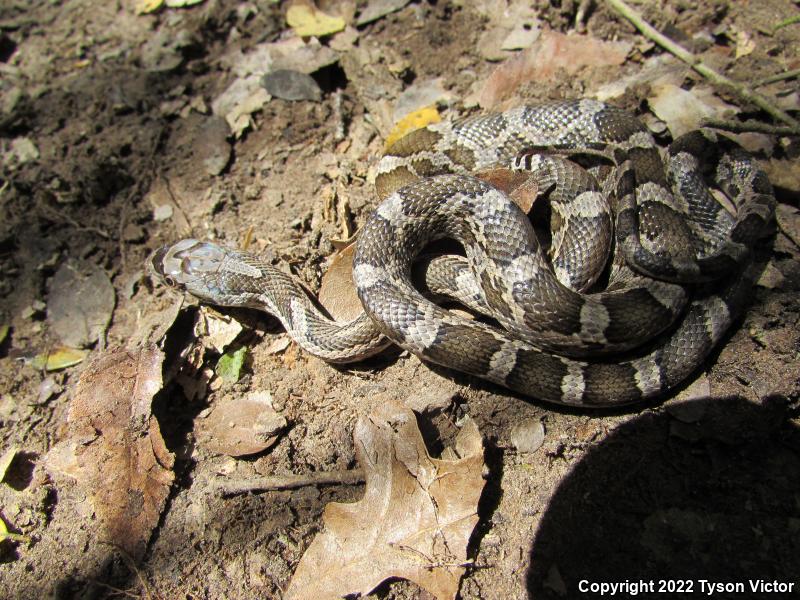 Texas Ratsnake (Pantherophis obsoletus lindheimeri)