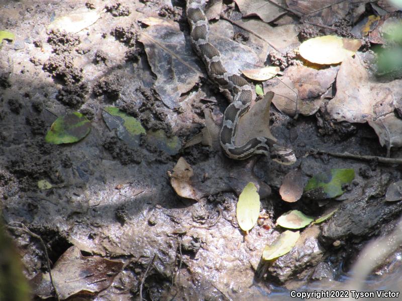 Texas Ratsnake (Pantherophis obsoletus lindheimeri)