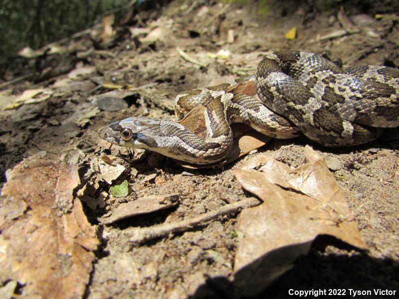 Texas Ratsnake (Pantherophis obsoletus lindheimeri)