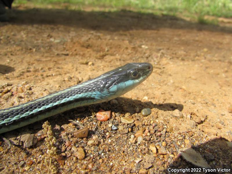 Gulf Coast Ribbonsnake (Thamnophis proximus orarius)