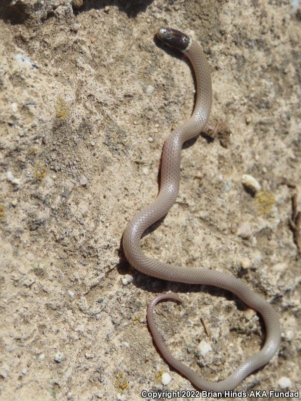 Western Black-headed Snake (Tantilla planiceps)