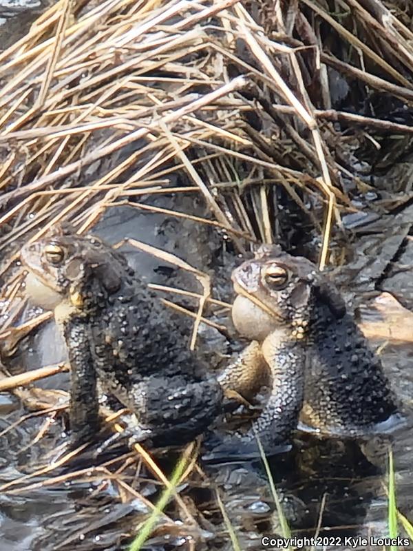 Eastern American Toad (Anaxyrus americanus americanus)