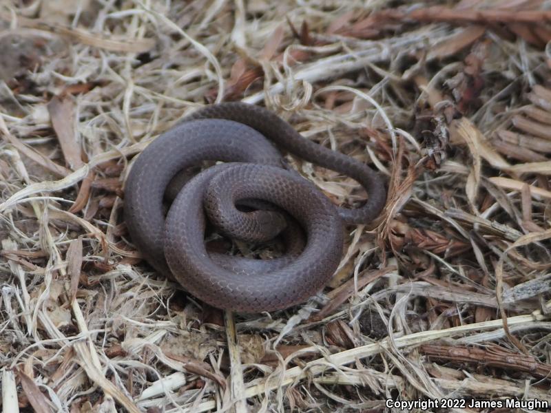 Forest Sharp-tailed Snake (Contia longicaudae)