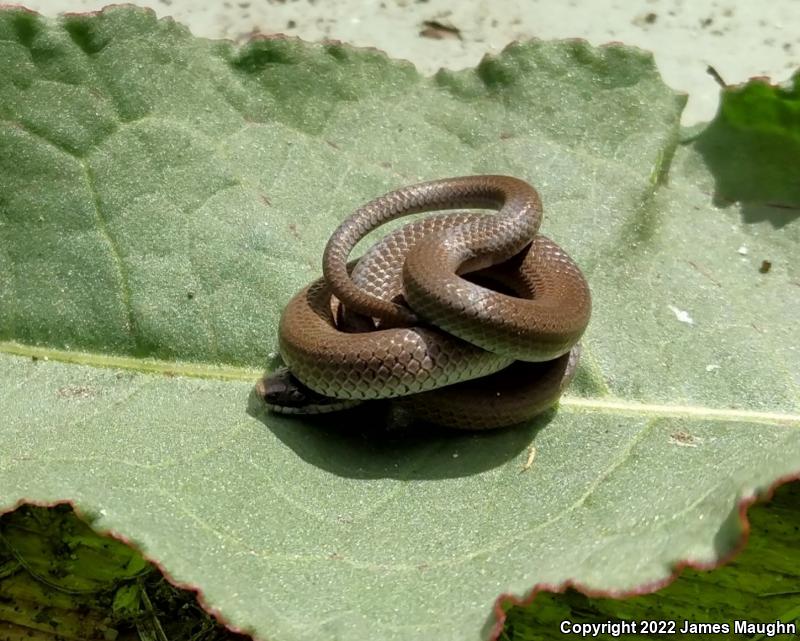 Forest Sharp-tailed Snake (Contia longicaudae)