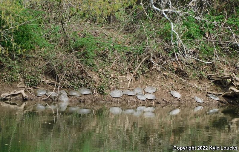 Spiny Softshell (Apalone spinifera)