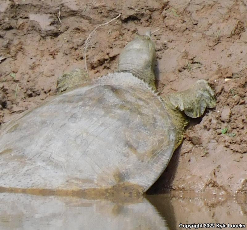 Spiny Softshell (Apalone spinifera)