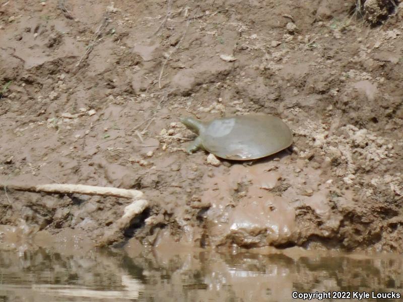 Spiny Softshell (Apalone spinifera)