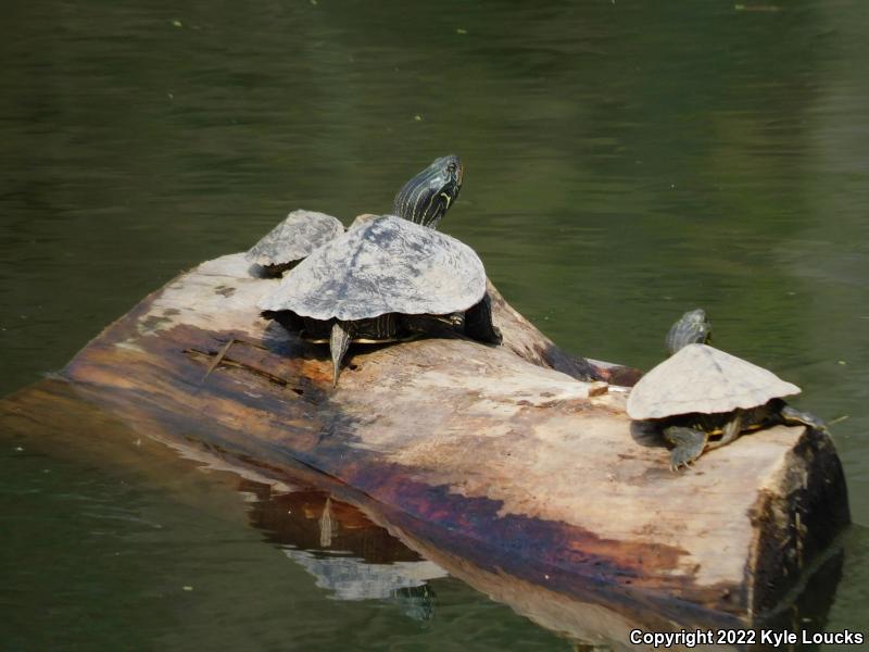 Northern Map Turtle (Graptemys geographica)