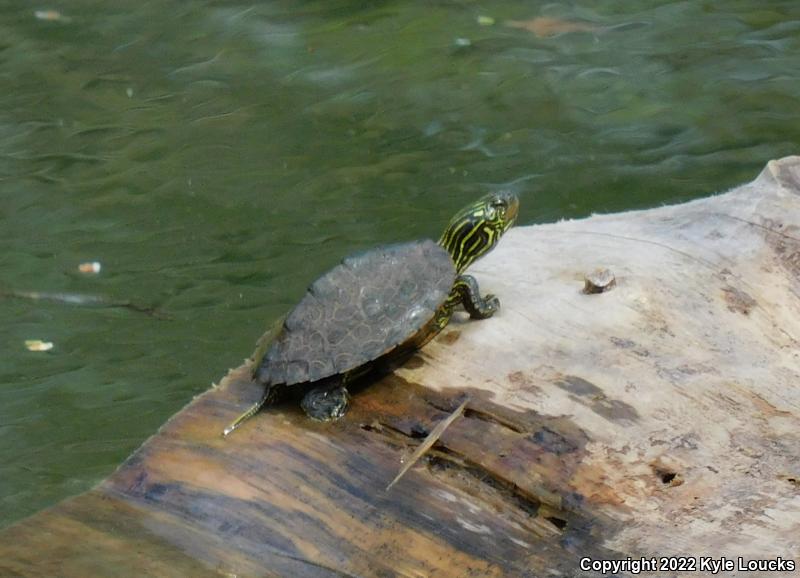 Northern Map Turtle (Graptemys geographica)