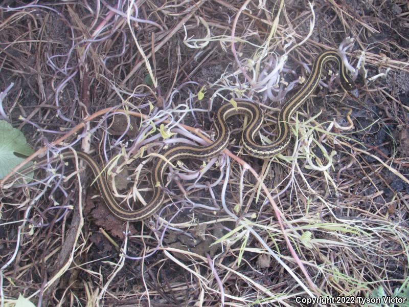 Gulf Coast Ribbonsnake (Thamnophis proximus orarius)