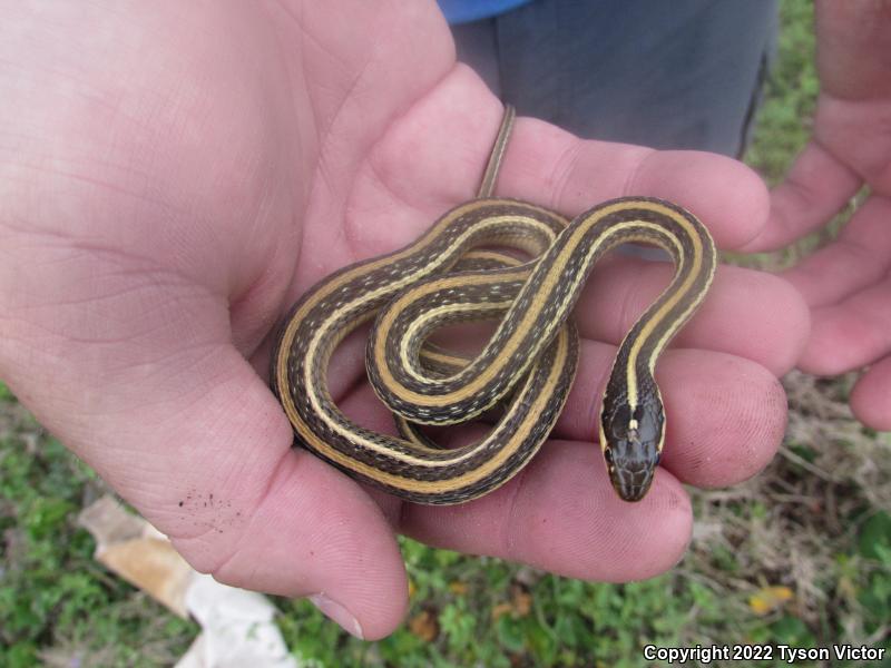 Gulf Coast Ribbonsnake (Thamnophis proximus orarius)