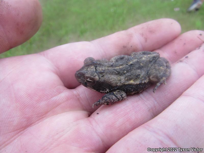 Gulf Coast Toad (Ollotis nebulifer)