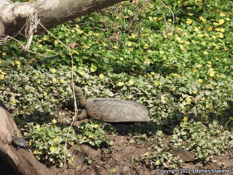 Eastern Spiny Softshell (Apalone spinifera spinifera)