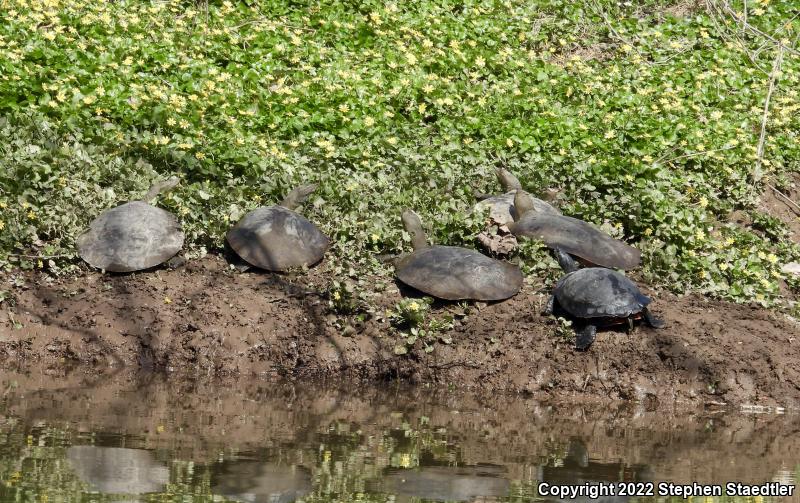 Eastern Spiny Softshell (Apalone spinifera spinifera)