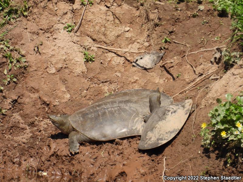 Eastern Spiny Softshell (Apalone spinifera spinifera)