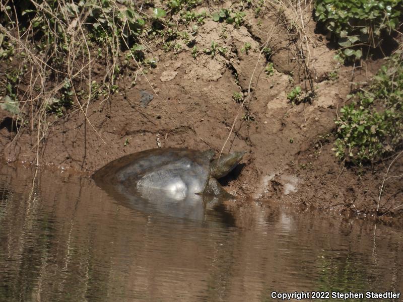 Eastern Spiny Softshell (Apalone spinifera spinifera)