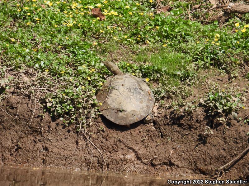 Eastern Spiny Softshell (Apalone spinifera spinifera)