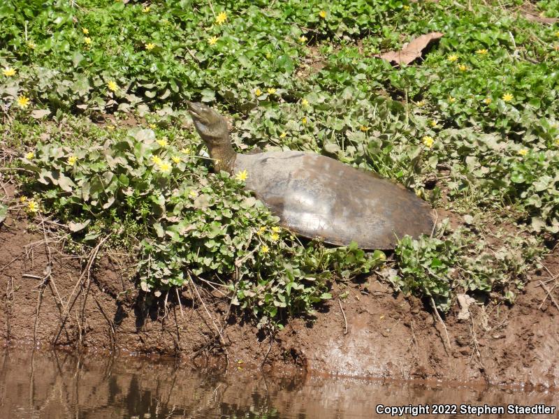 Eastern Spiny Softshell (Apalone spinifera spinifera)