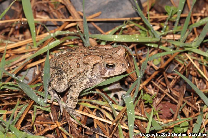 Eastern American Toad (Anaxyrus americanus americanus)