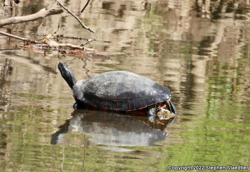 Northern Red-bellied Cooter (Pseudemys rubriventris)