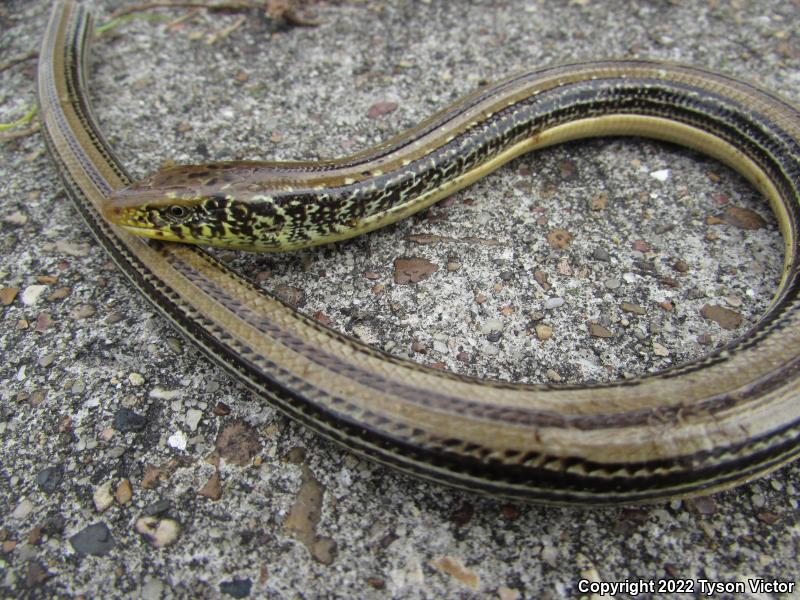 Western Slender Glass Lizard (Ophisaurus attenuatus attenuatus)