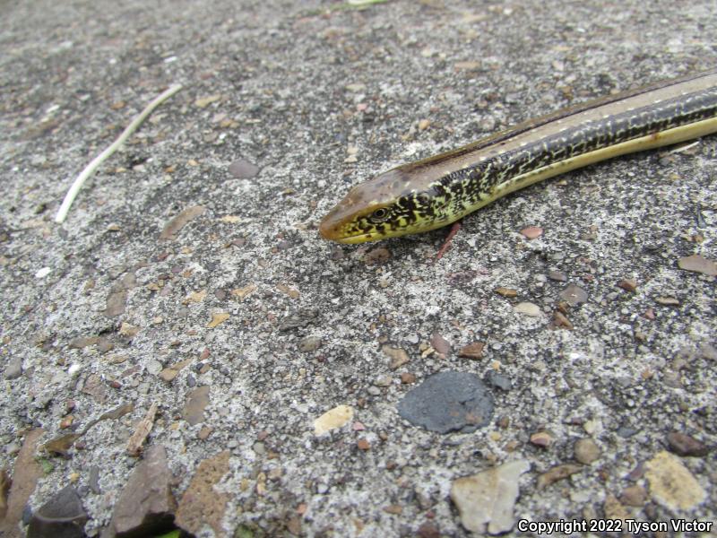 Western Slender Glass Lizard (Ophisaurus attenuatus attenuatus)