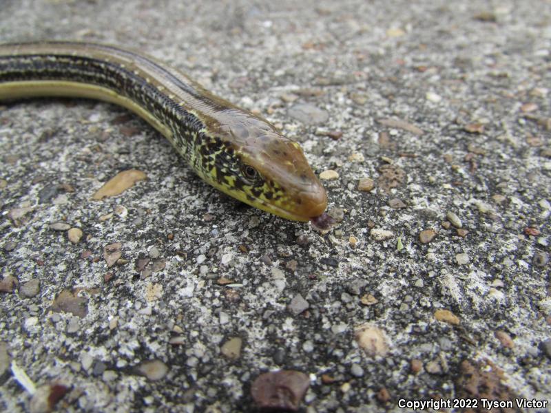 Western Slender Glass Lizard (Ophisaurus attenuatus attenuatus)