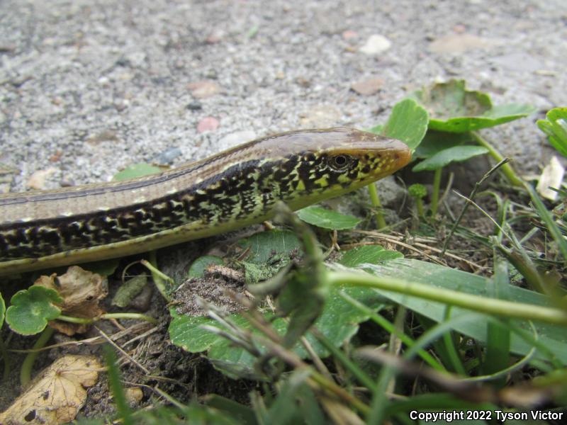 Western Slender Glass Lizard (Ophisaurus attenuatus attenuatus)