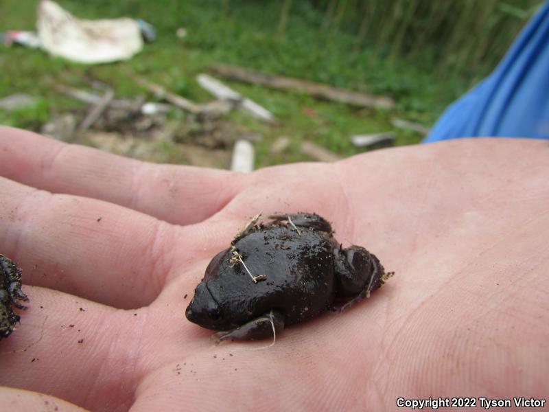 Eastern Narrow-mouthed Toad (Gastrophryne carolinensis)