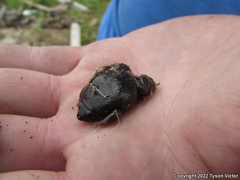 Eastern Narrow-mouthed Toad (Gastrophryne carolinensis)