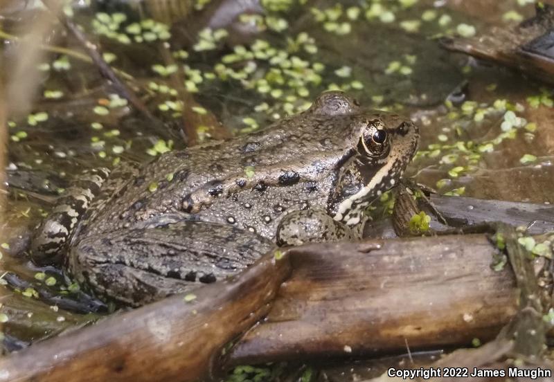 California Red-legged Frog (Rana draytonii)