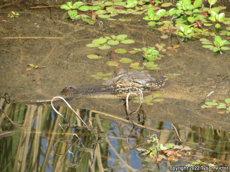 American Alligator (Alligator mississippiensis)