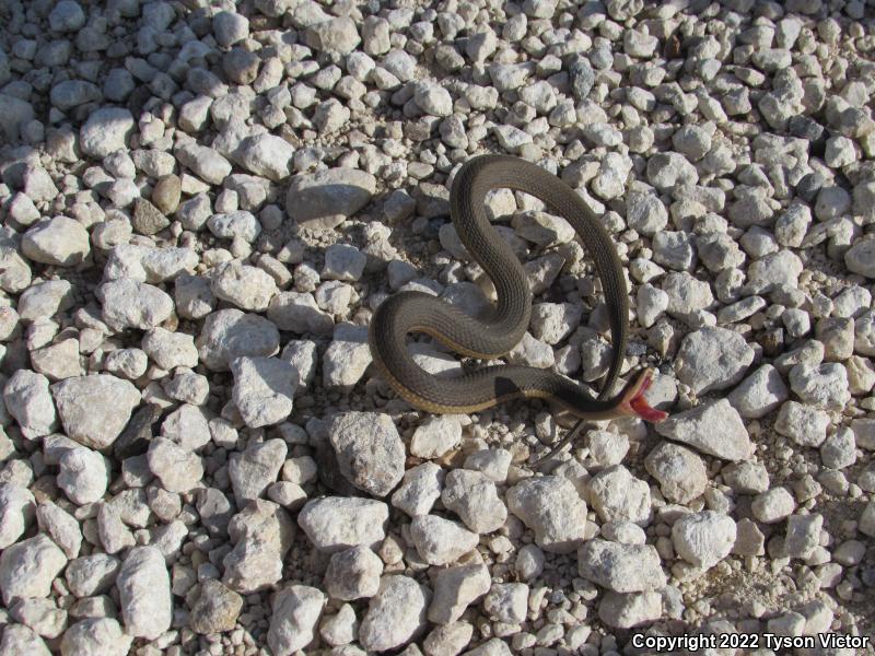 Graham's Crayfish Snake (Regina grahamii)