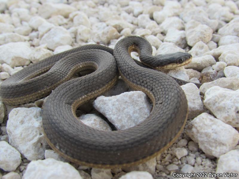 Graham's Crayfish Snake (Regina grahamii)