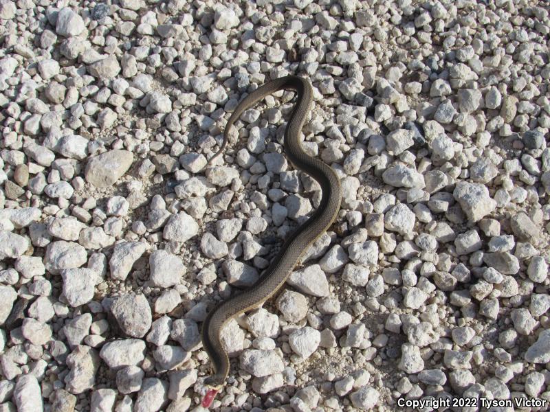 Graham's Crayfish Snake (Regina grahamii)