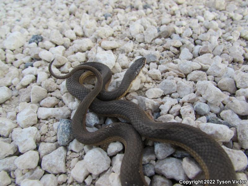 Graham's Crayfish Snake (Regina grahamii)