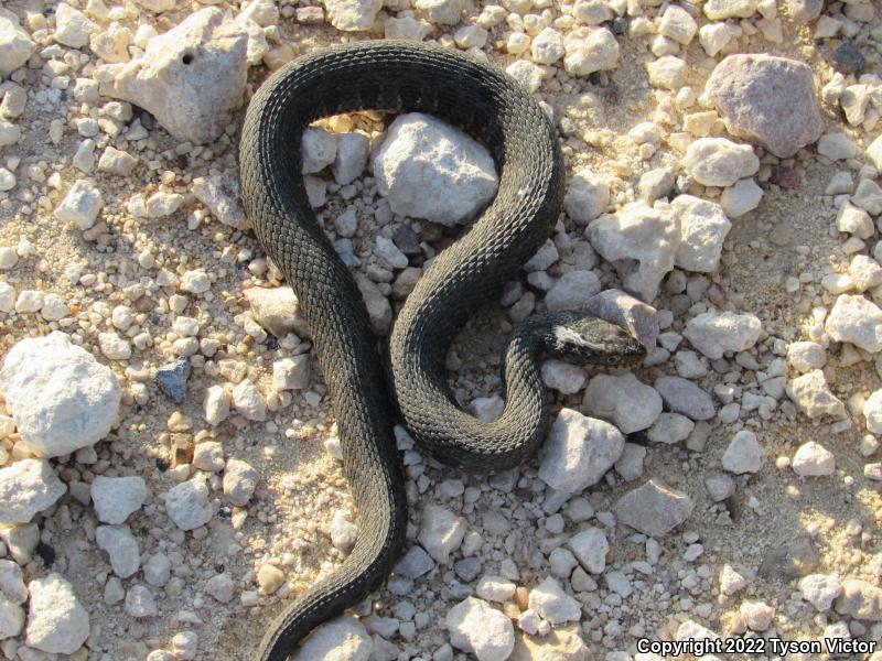 Blotched Watersnake (Nerodia erythrogaster transversa)